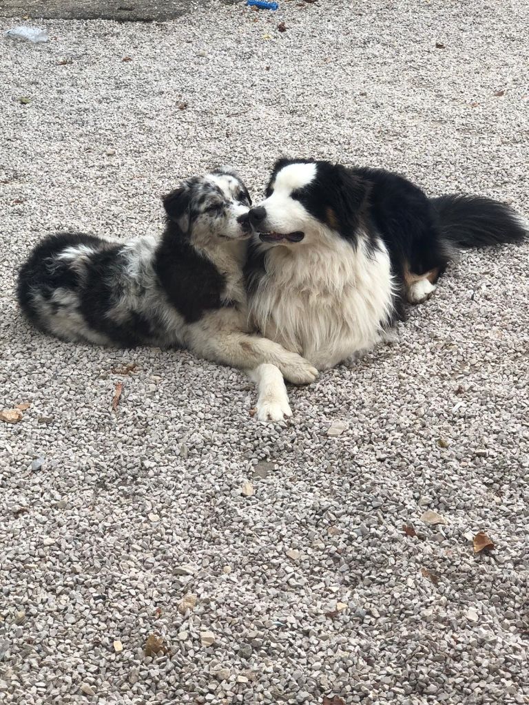 de l'Orée des charmois - Animal expo 2020