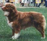 CH. Linsay de l'Orée des charmois