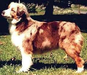 CH. New red eden de l'Orée des charmois