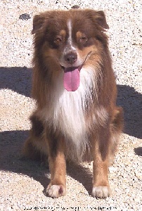 SR Tucker Red de l'Orée des charmois