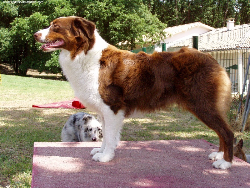 Toffee creamy sweet de l'Orée des charmois