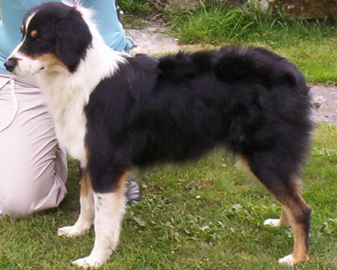 Vip honey black de l'Orée des charmois
