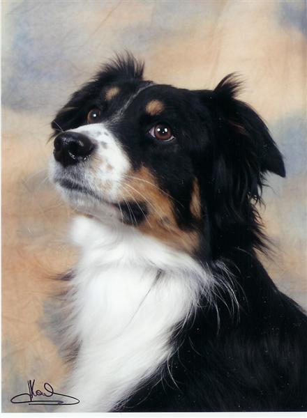 Shelly black de l'Orée des charmois