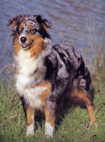 CH. Michigan copper blue de l'Orée des charmois