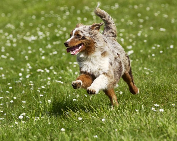 Watuka tail brown de l'Orée des charmois
