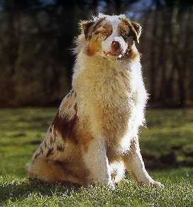 CH. Usa' brown kimberley de l'Orée des charmois