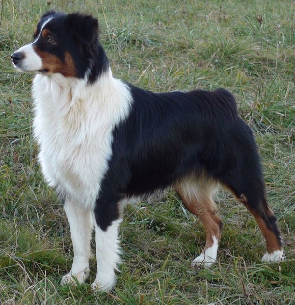 CH. Black keyah de l'Orée des charmois