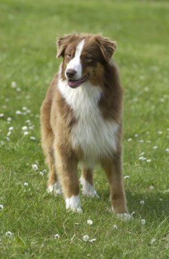 CH. Vegane red de l'Orée des charmois