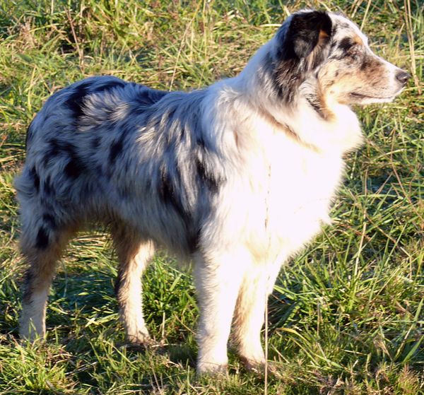 Calamity jane blue de l'Orée des charmois