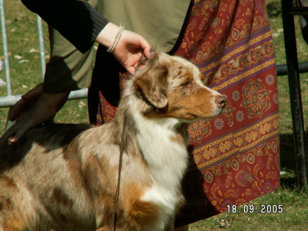 U'wailea brown de l'Orée des charmois