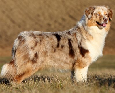 Brown kelly de l'Orée des charmois