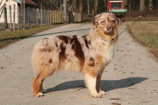 CH. Crazy kate brown de l'Orée des charmois