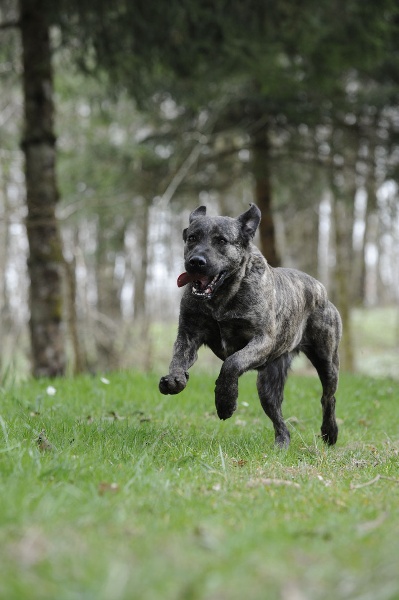 CH. Bettma de l'Orée des charmois