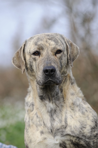 CH. Canha de l'Orée des charmois