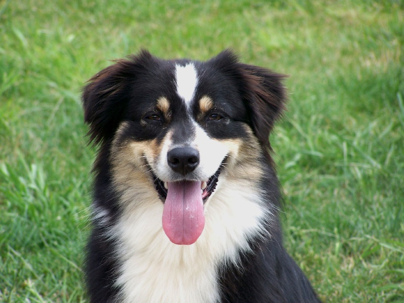 Brenda black de l'Orée des charmois