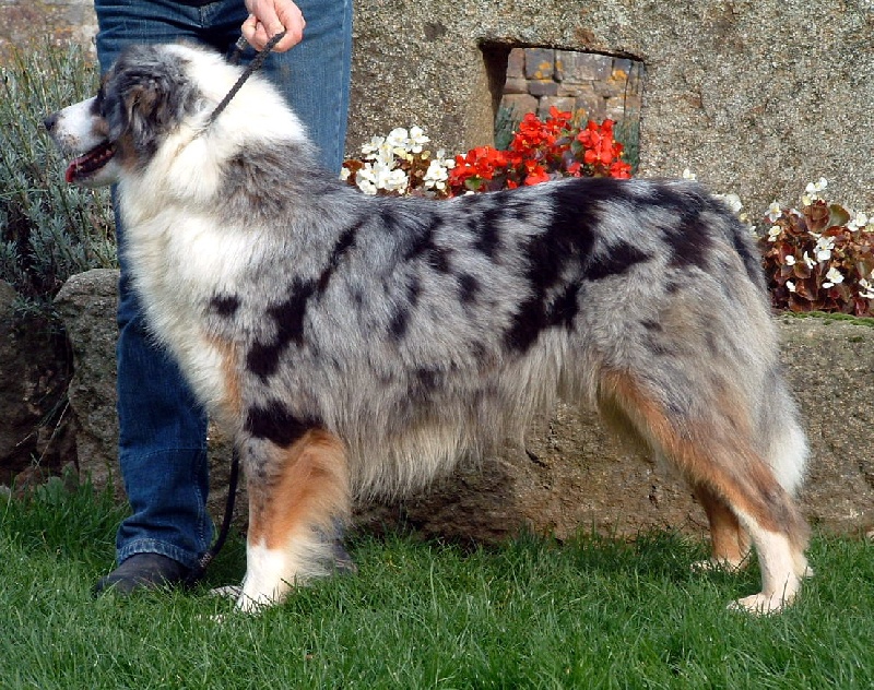 Up blue keating de l'Orée des charmois