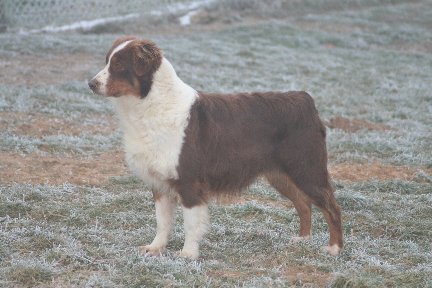 CH. Usa' red kay de l'Orée des charmois