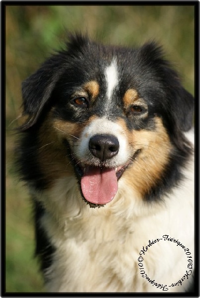 Dolce black dance de l'Orée des charmois