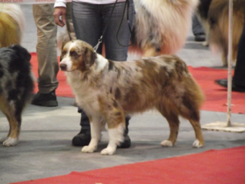 Délicious brown de l'Orée des charmois