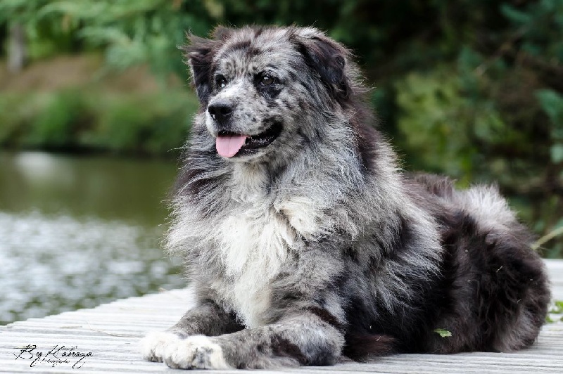 Ever after in your eyes (dit power) de l'Orée des charmois