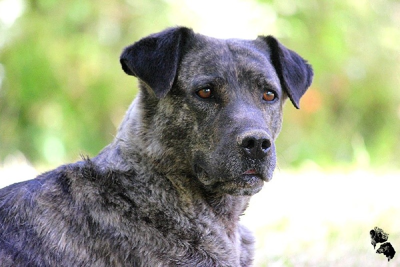 CH. Era de l'Orée des charmois