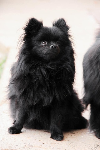CH. Grande perle noire de l'Orée des charmois