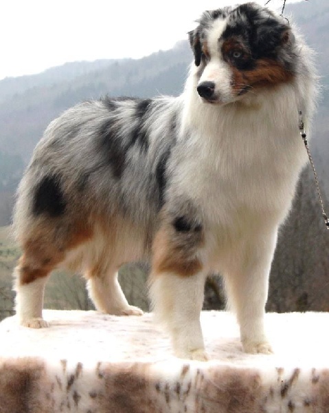 Humps mojo bang de l'Orée des charmois