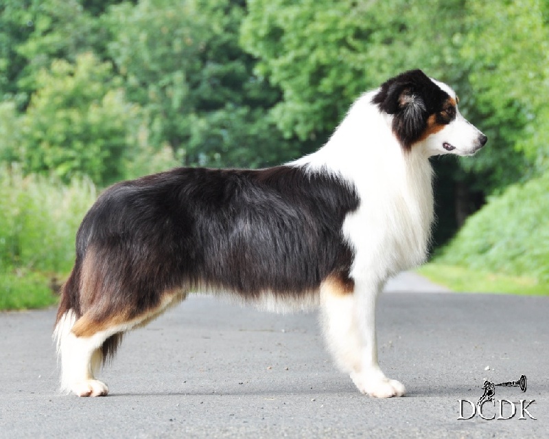 Hebony all alright de l'Orée des charmois