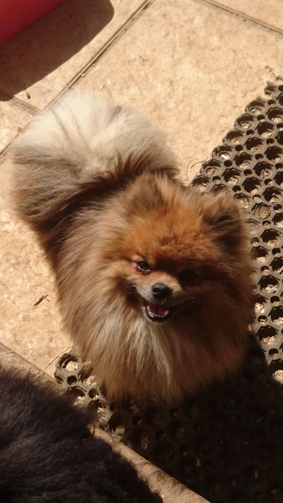 de l'Orée des charmois - Chiens adultes cherchent leur nouvelle famille