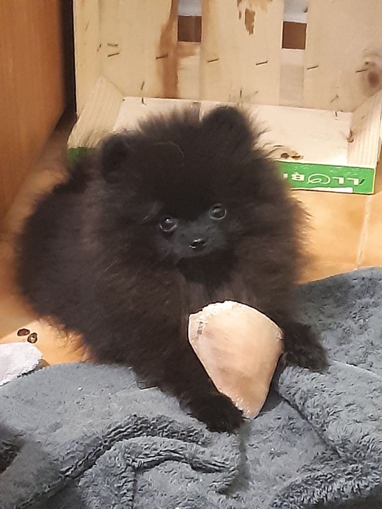 de l'Orée des charmois - Chiots spitz disponibles à la réservation