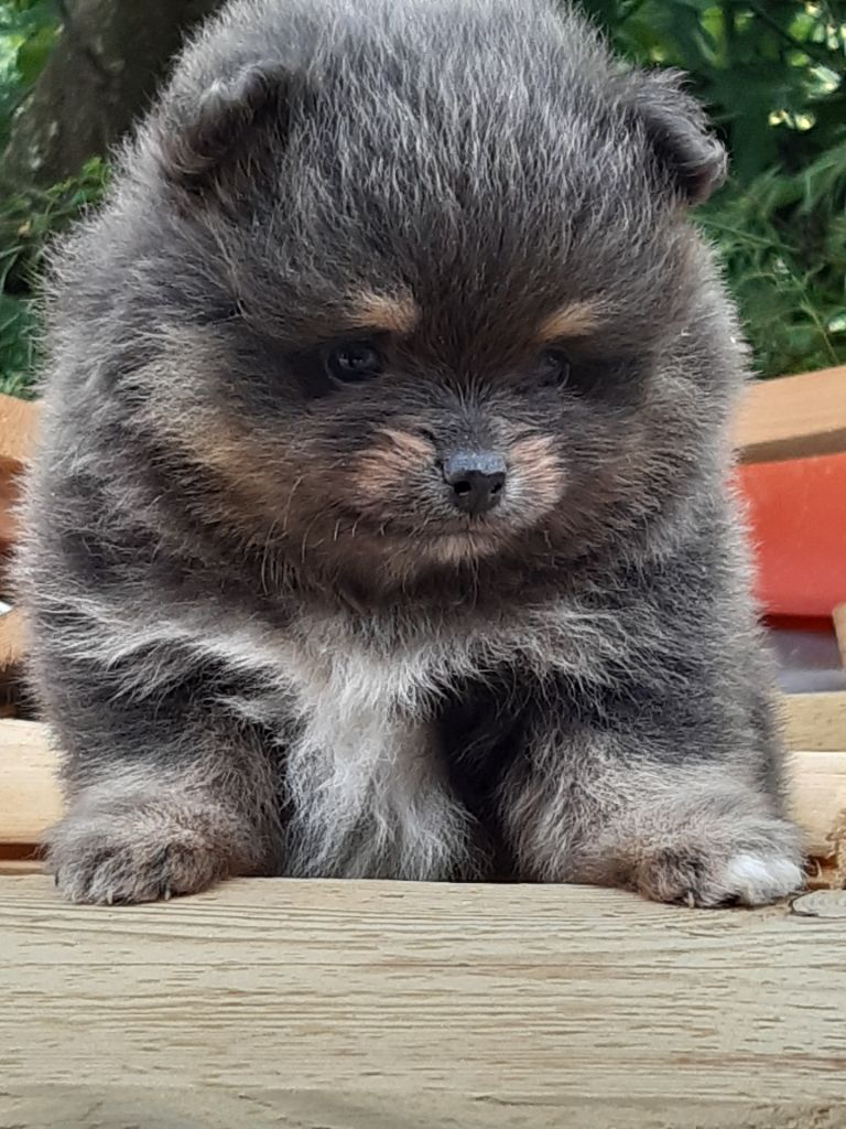 de l'Orée des charmois - Chiots disponibles