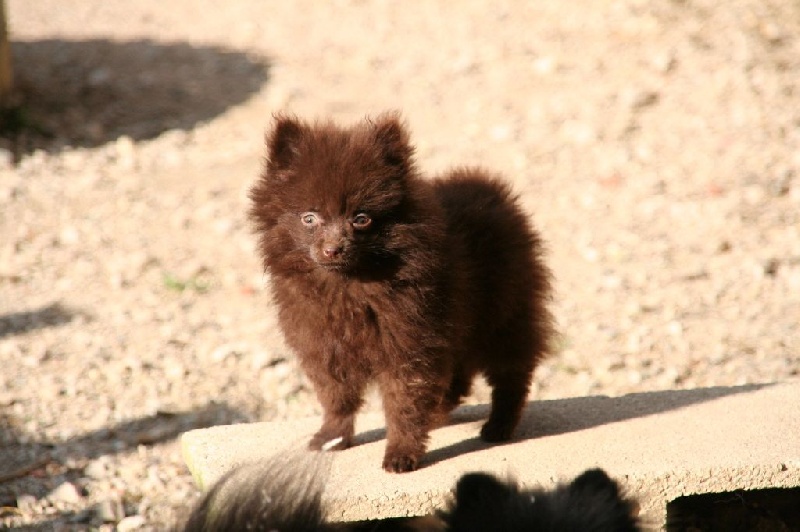 Chiot Spitz allemand de l'Orée des charmois