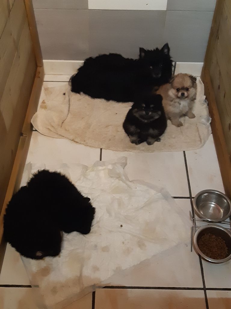 Chiot Spitz allemand de l'Orée des charmois