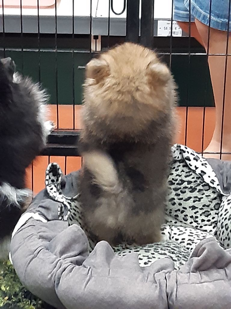 Chiot Spitz allemand de l'Orée des charmois