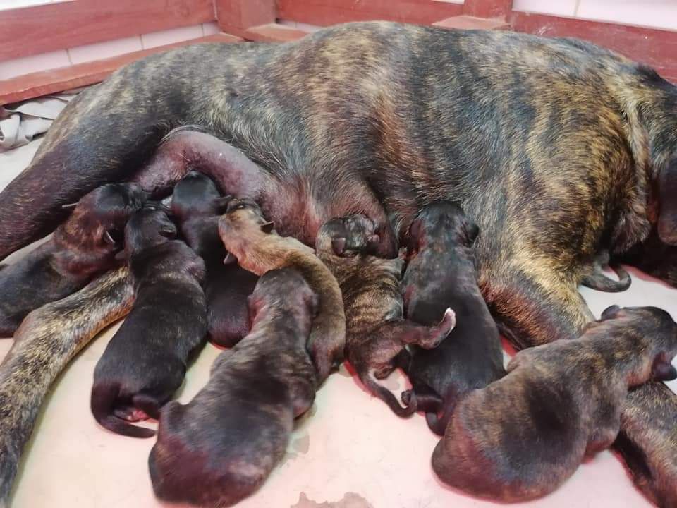 Chiot Cao Fila de São Miguel de l'Orée des charmois