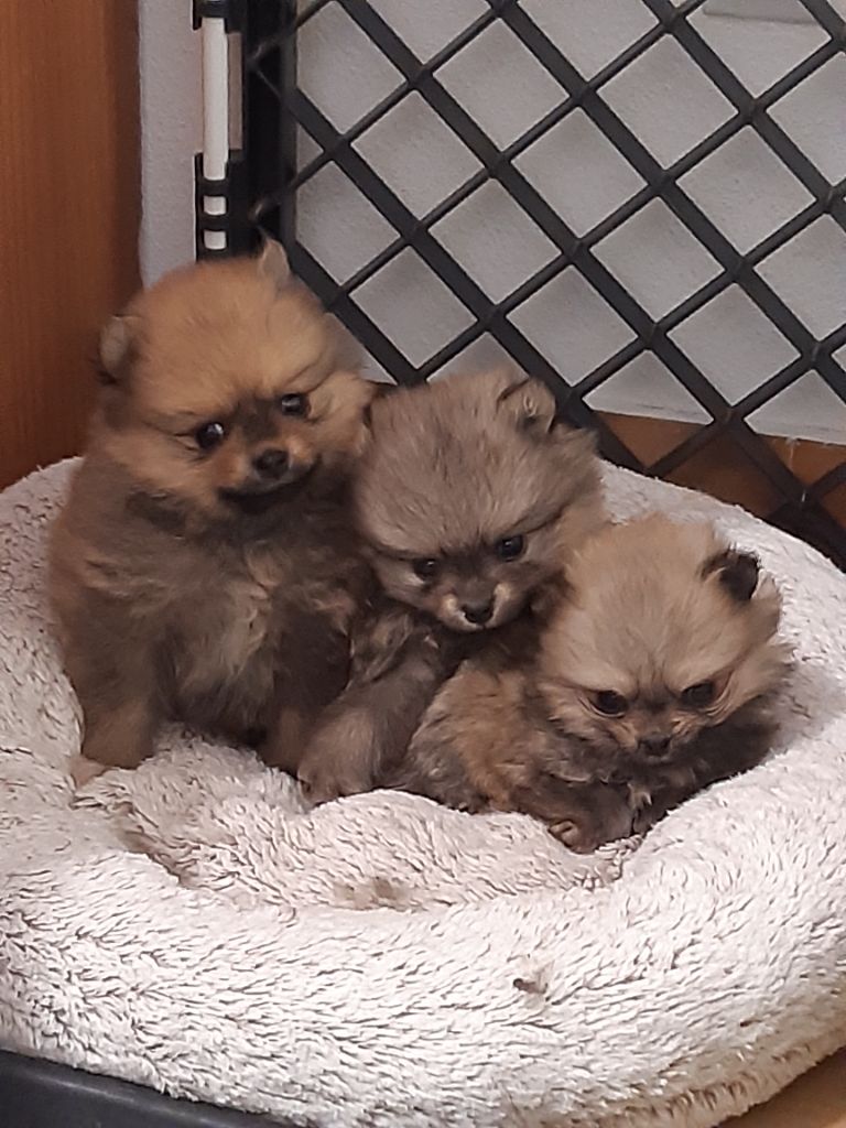 Chiot Spitz allemand de l'Orée des charmois