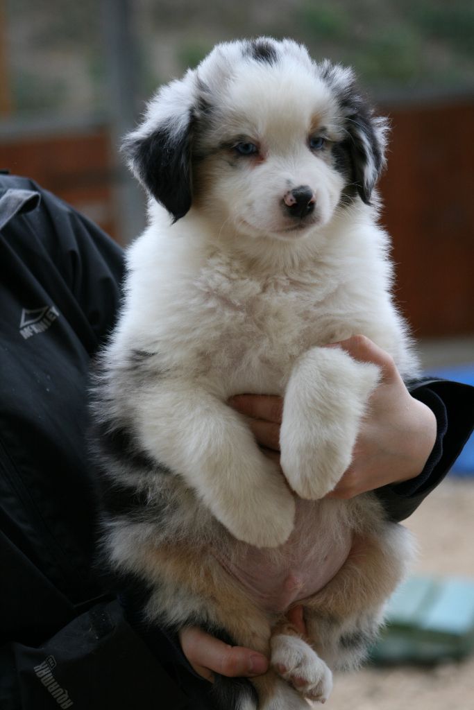 Chiot Berger Australien de l'Orée des charmois