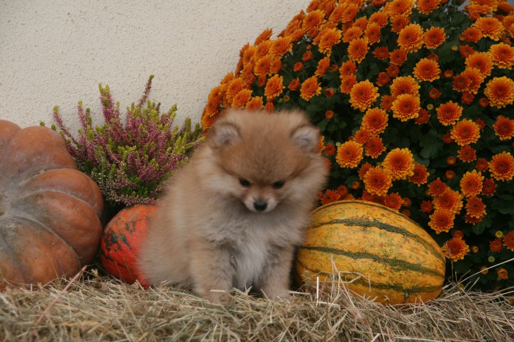Chiot Spitz allemand de l'Orée des charmois